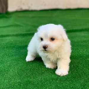 Bichon mini toy  - imagine 4