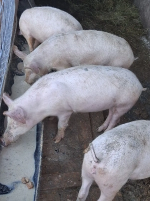 Grasuni de tara  - imagine 2