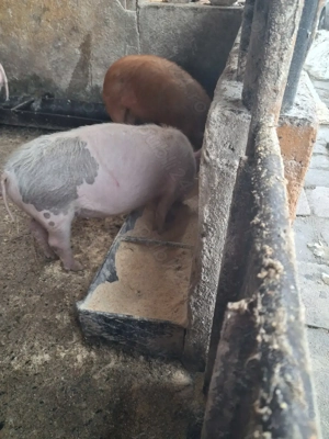 de vânzare 2 purcei de 10 săptămâni  - imagine 2