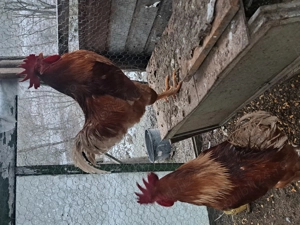 cocoși de 1 an crescuți cu cereale