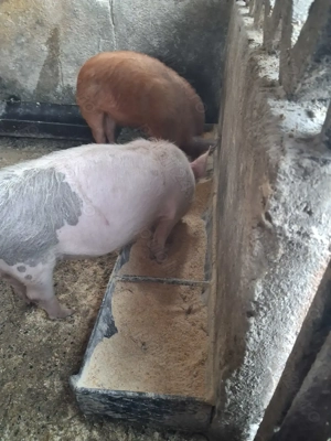 de vânzare 2 purcei de 10 săptămâni  - imagine 4