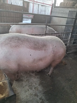 de vânzare 2 scroafe 280..300 kg ofer transport la nevoie  - imagine 2