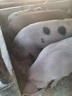 de vânzare 4 masculi 90..120 kg rasă marele alb și petrean ofer transport  - imagine 3