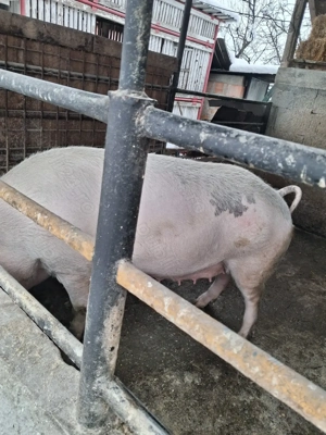 scroafă de vânzare 280 kg rasă marele alb ofer transport la nevoie  - imagine 3