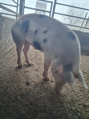 de vânzare 1 mascul 110 kg rasă marele alb și petrean ofer transport  - imagine 3