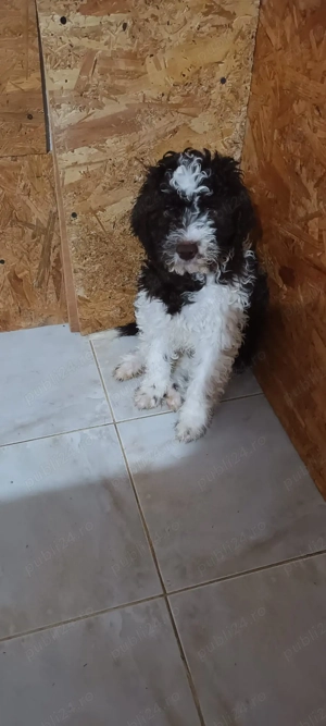 vand pui lagotto romagnolo din parinti  cu pedigree - imagine 4