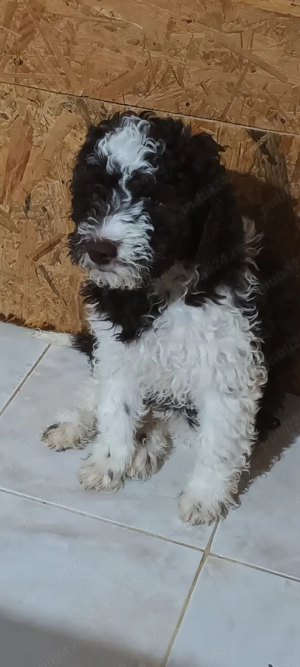 vand pui lagotto romagnolo din parinti  cu pedigree - imagine 3