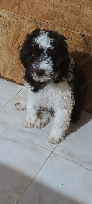vand pui lagotto romagnolo din parinti  cu pedigree - imagine 2