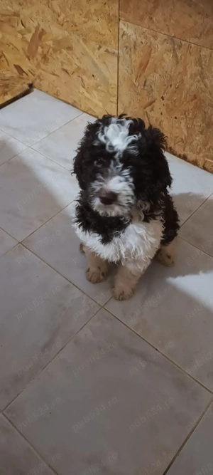 vand pui lagotto romagnolo din parinti  cu pedigree