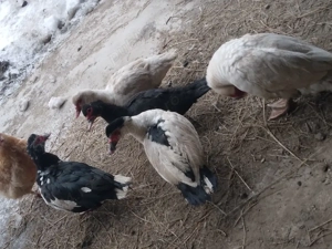 Rate lesesti - imagine 4