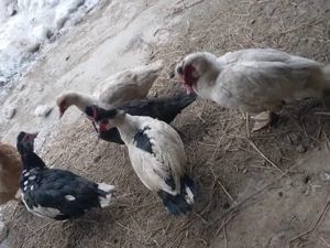 Rate lesesti - imagine 3