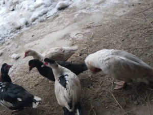 Rate lesesti - imagine 2