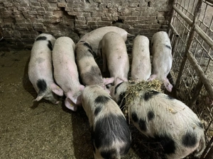 9 soldani de vânzare  - imagine 2