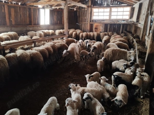 Cioban sau familie pentru îngrijire oi 