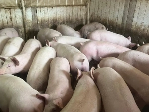 porci de carne  - imagine 3