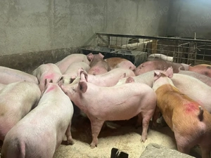 porci de carne  - imagine 4