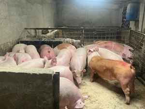 porci de carne  - imagine 3