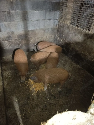 Vand purceii mangalița 