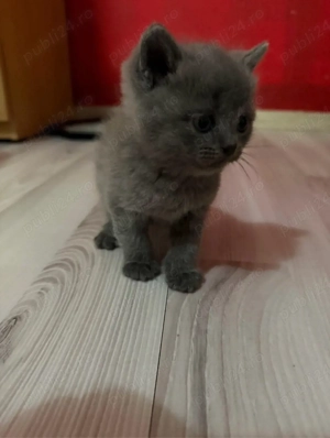 BSH baiat cauta casă