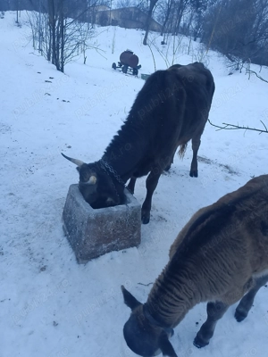 Vaca cu vițel  fătată de  doua luni - imagine 5