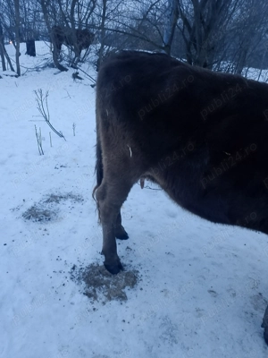 Vaca cu vițel  fătată de  doua luni - imagine 4