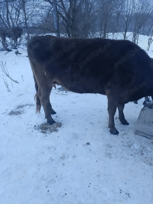 Vaca cu vițel  fătată de  doua luni - imagine 2