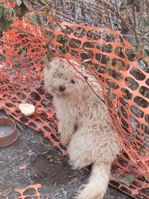 Câine bison - imagine 2