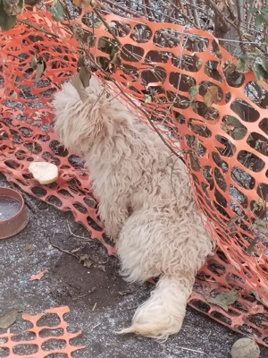 Câine bison - imagine 3