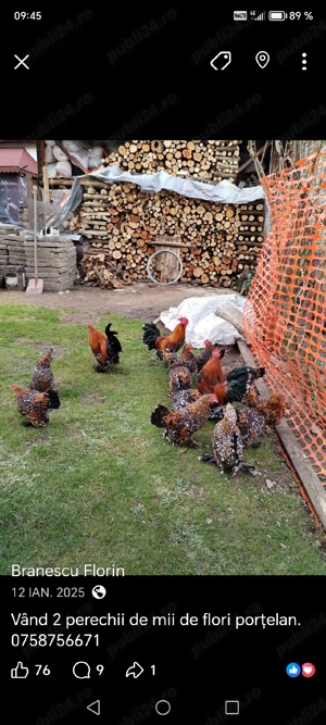 Mii de flori - imagine 5