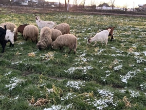 capre gestante si oi - imagine 3