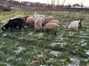 capre gestante si oi - imagine 2