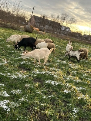 capre gestante si oi - imagine 4