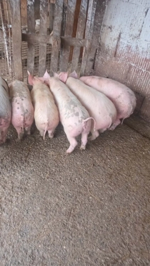 vand soldani - imagine 2