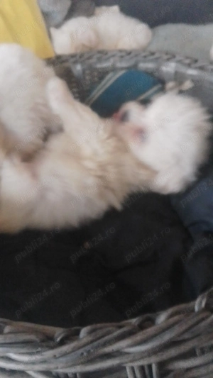 Bisoni Maltezi toi  - imagine 5