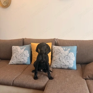 Catel 3 luni - imagine 2