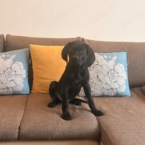 Catel 3 luni - imagine 4