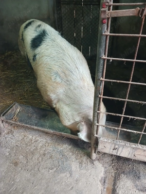Porc de vanzare! - imagine 3