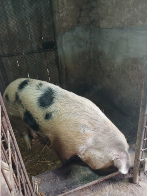 Porc de vanzare! - imagine 2