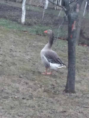 Vand gascan tanar - imagine 3