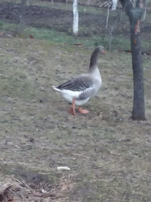 Vand gascan tanar - imagine 4