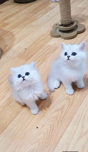 Puiuți British Shorthair 