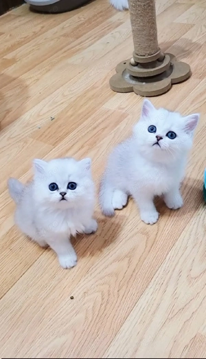 Puiuți British Shorthair  - imagine 4