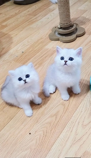 Puiuți British Shorthair  - imagine 3