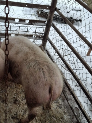  Disponibilă Scrofiță - imagine 5