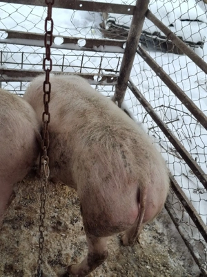  Disponibilă Scrofiță - imagine 4