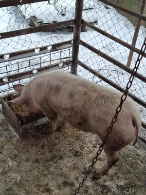  Disponibilă Scrofiță