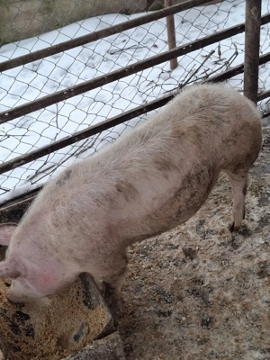  Disponibilă Scrofiță - imagine 2