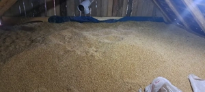 vand grau amestecat cu orz 