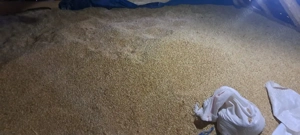 vand grau amestecat cu orz 