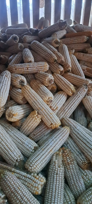 vand cucuruz  - imagine 3